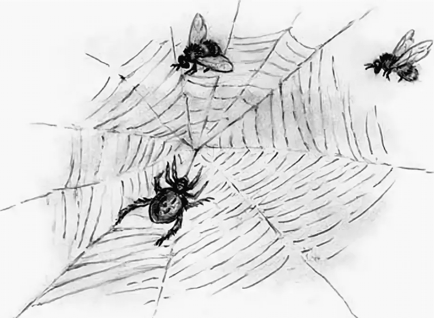 Озеро муху. Ушинский паук. Ушинский сказка про паука. Муха в паутине. Паук и Муха в паутине.